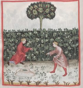 haricot